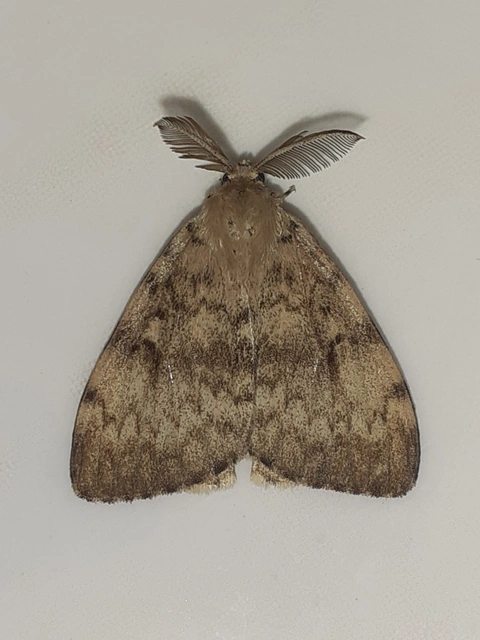 Lymantria dispar - gyapjaslepke