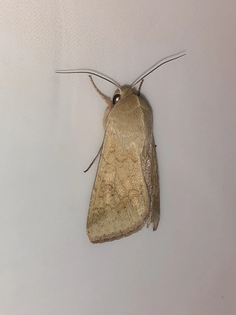 Helicoverpa armigera - kukorica-veteménybagoly