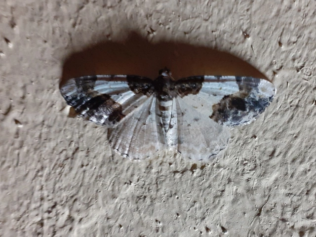 Ligdia adustata - barna levélaraszoló