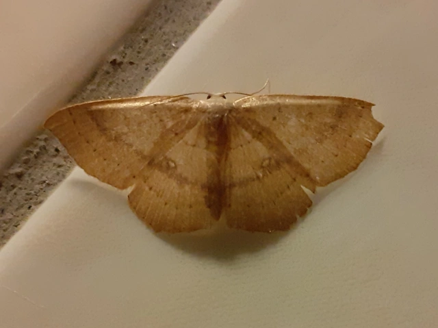 Cyclophora linearia - vonalas pettyesaraszoló