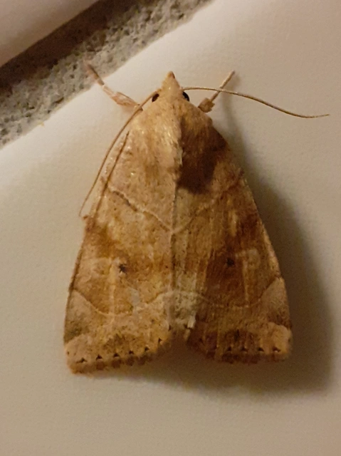 Cosmia trapezina - közönséges lombbagoly