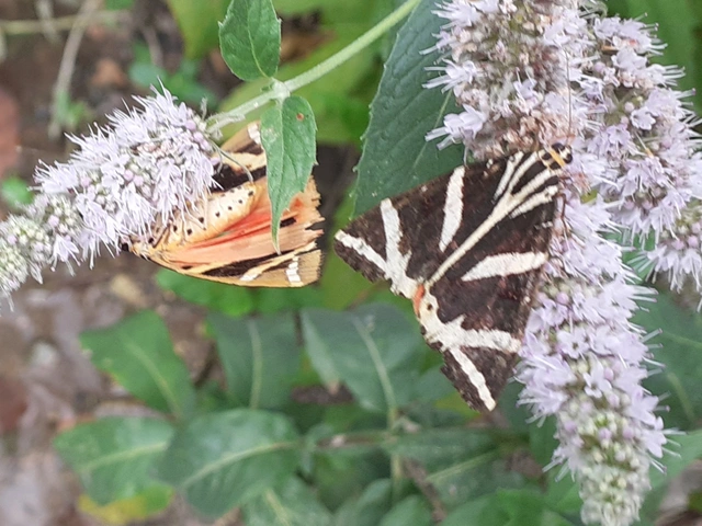 Euplagia quadripunctaria - csíkos medvelepke
