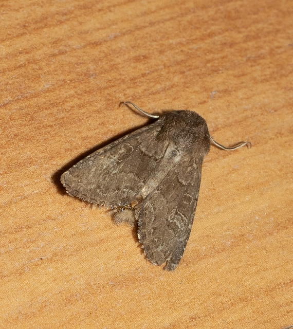 Aporophyla lutulenta - sziki őszibagoly