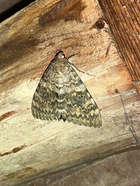 Catocala elocata - közönséges övesbagoly