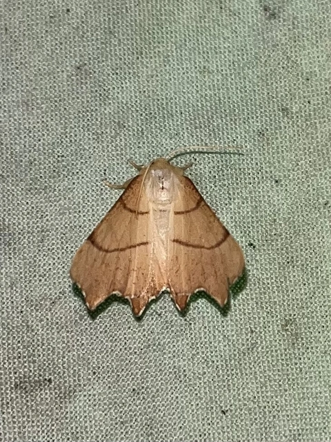 Ennomos erosaria - hársfa-levélaraszoló