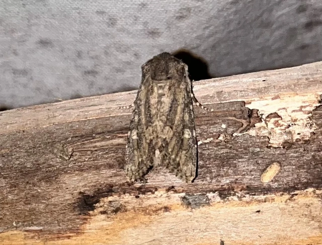 Luperina testacea - barnás szürkebagoly