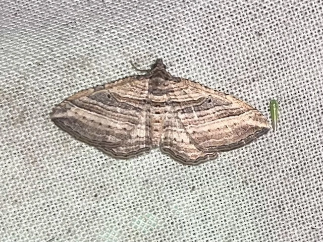 Costaconvexa polygrammata - soksávú araszoló