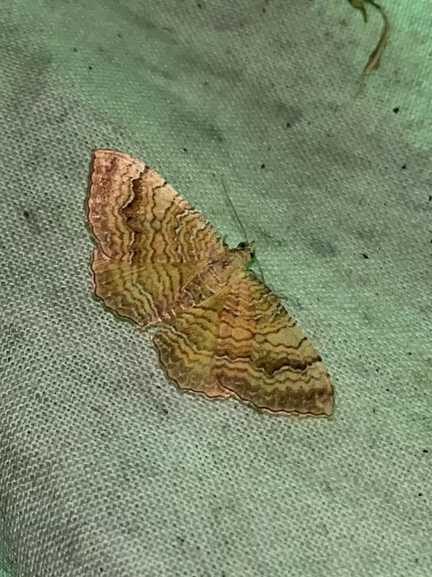 Camptogramma bilineata - kétvonalas sávosaraszoló