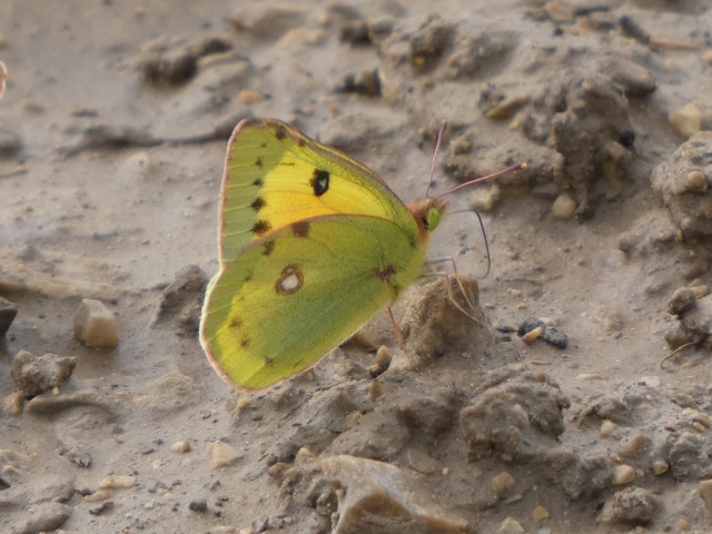 Colias chrysotheme - dolomit-kéneslepke