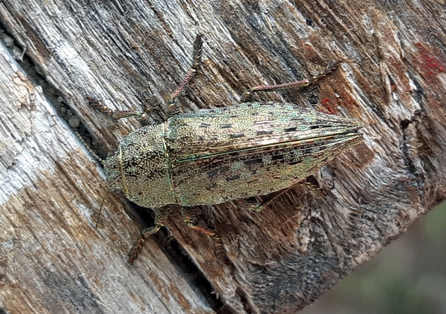 Dicerca berolinensis - bükkfa-díszbogár