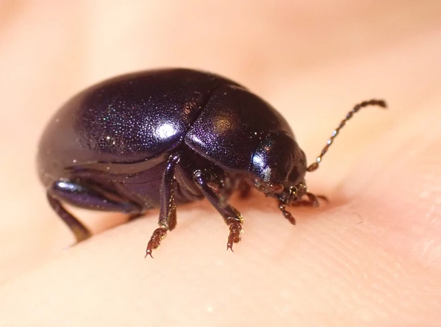 Chrysolina sturmi - vöröslábú levelész