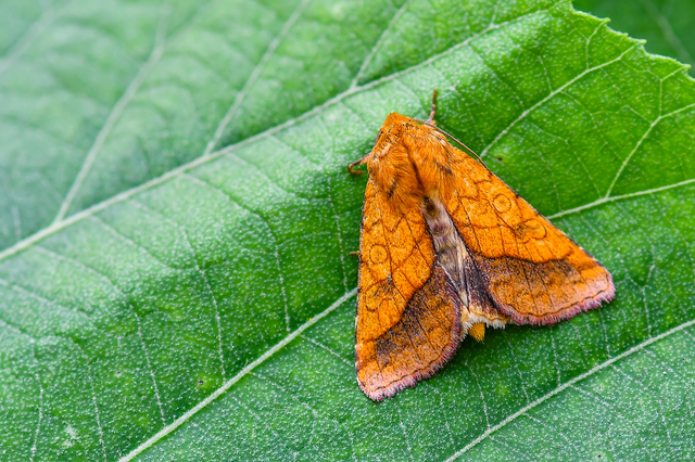 Pyrrhia umbra - iglicebagoly