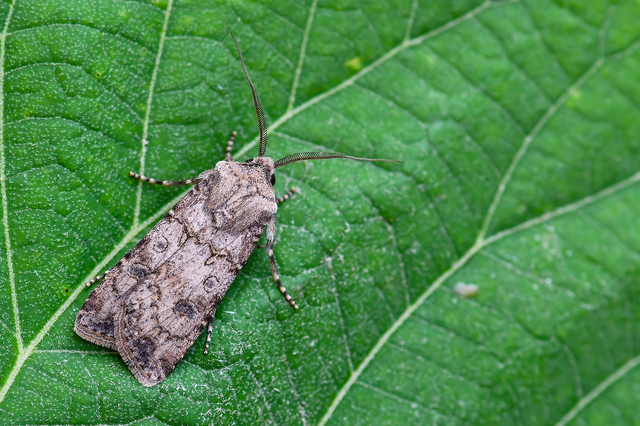 Agrotis segetum - vetési földibagoly