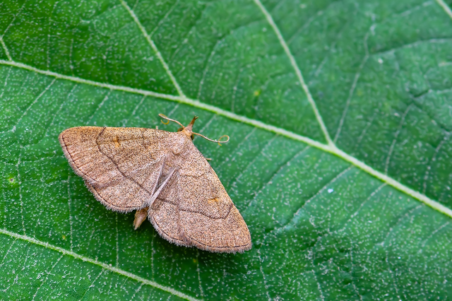 Paracolax tristalis - sárgás karcsúbagoly