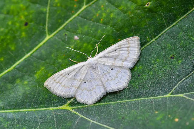 Scopula immutata - réti fehéraraszoló