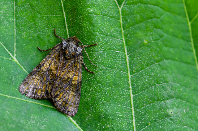 Craniophora ligustri - fagyalbagoly
