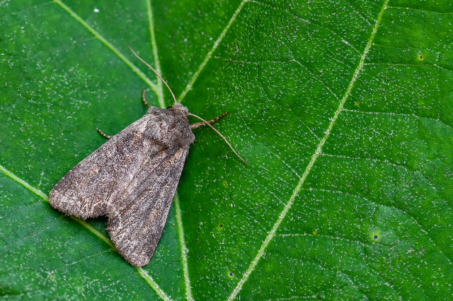 Lacanobia suasa - tarka kertibagoly