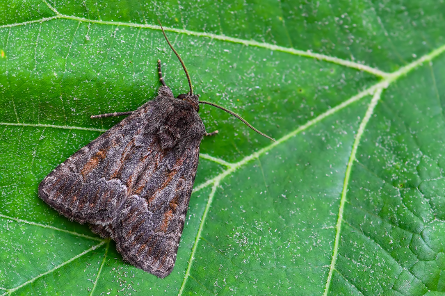 Thalpophila matura - fakó erdeibagoly