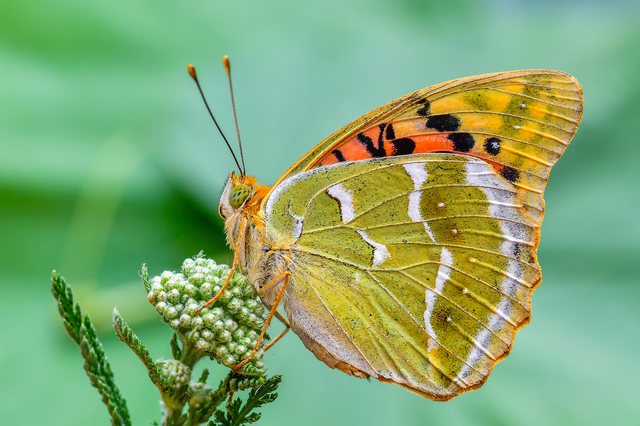 Argynnis pandora - zöldes gyöngyházlepke