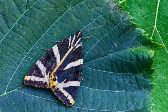 Euplagia quadripunctaria - csíkos medvelepke