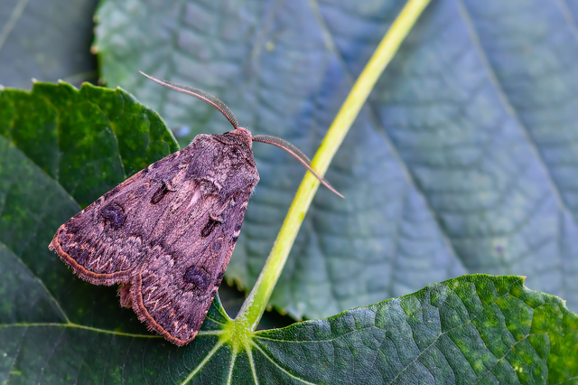 Agrotis bigramma - kétjegyű földibagoly