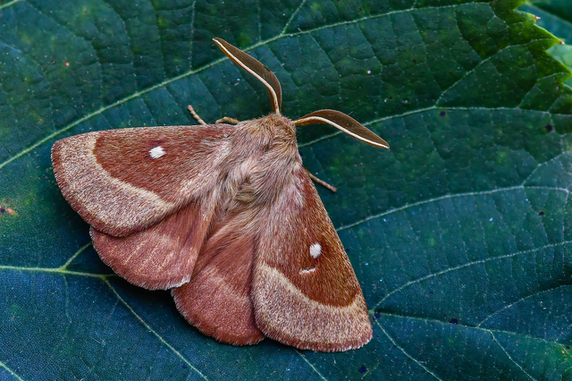 Lasiocampa trifolii - lóhereszövő