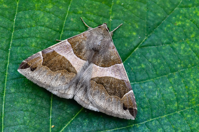 Dysgonia algira - déli porcelánbagoly