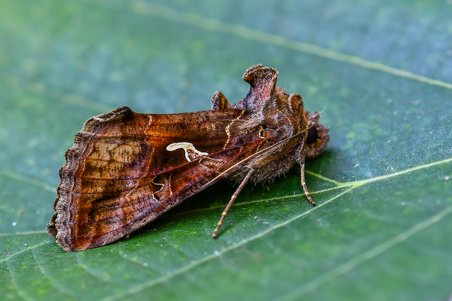 Autographa gamma - gammalepke