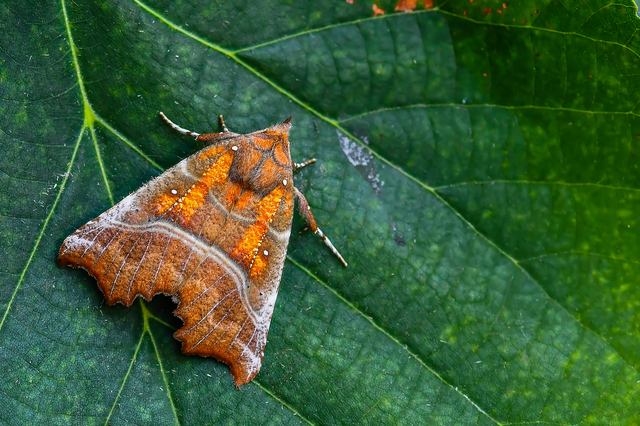 Scoliopteryx libatrix - vörös csipkésbagoly