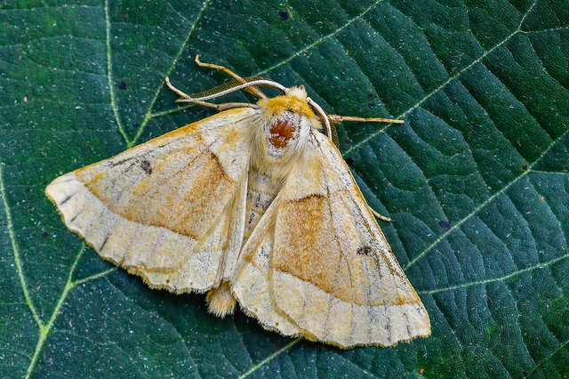 Crocallis elinguaria - sárga sávosaraszoló