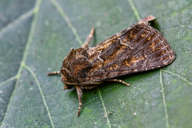 Thalpophila matura - fakó erdeibagoly