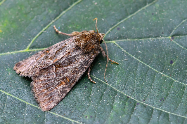 Thalpophila matura - fakó erdeibagoly