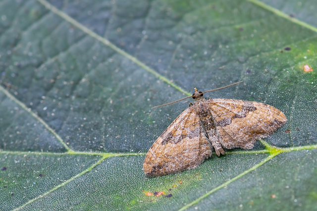 Orthonama obstipata - vándoraraszoló