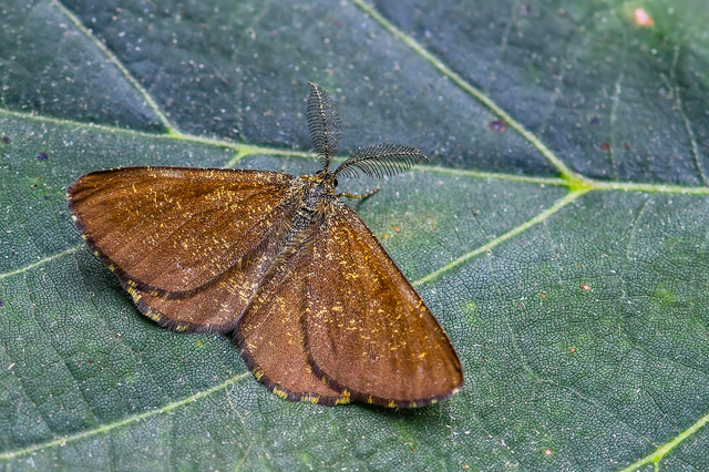 Ematurga atomaria - barna rétiaraszoló