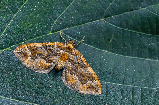 Pelurga comitata - nagy tarkaaraszoló