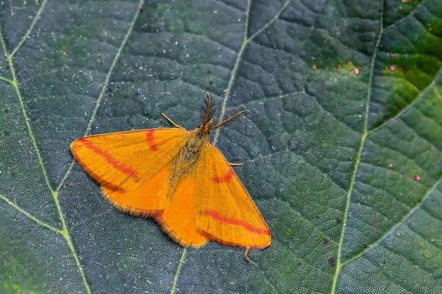 Lythria purpuraria - bíborsávos araszoló