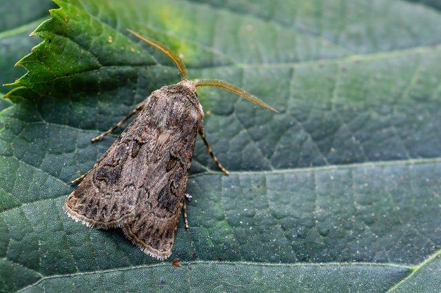 Agrotis bigramma - kétjegyű földibagoly