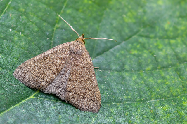 Treitschkendia tarsipennalis - tollaslábú karcsúbagoly