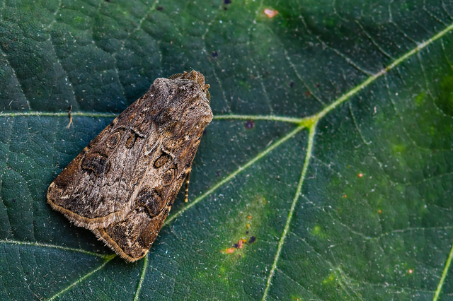 Agrotis bigramma - kétjegyű földibagoly