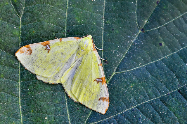 Opisthograptis luteolata - citromsárga araszoló