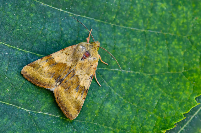 Heliothis viriplaca - mácsonyabagoly