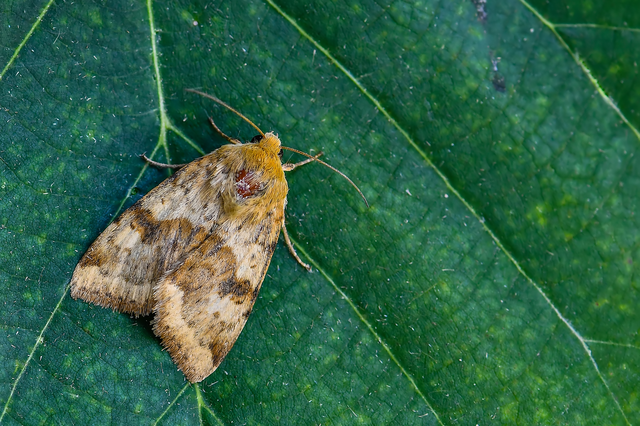Heliothis viriplaca - mácsonyabagoly