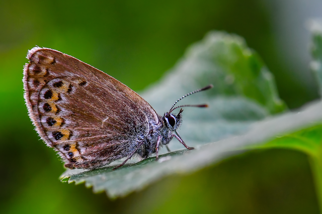 Plebejus argus - ezüstös boglárka