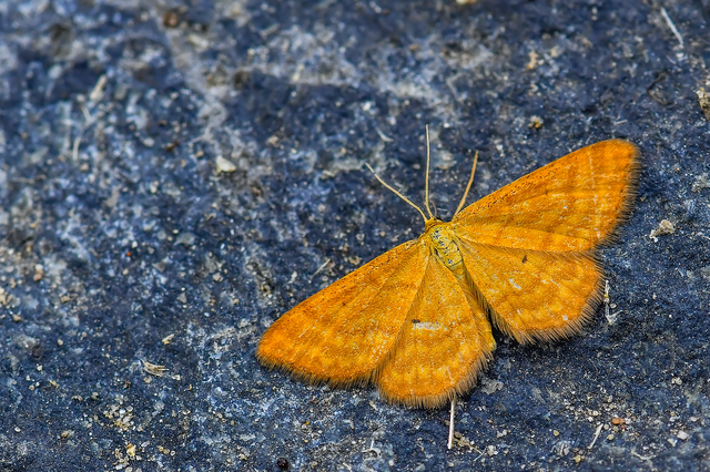 Idaea serpentata - kis sávosaraszoló
