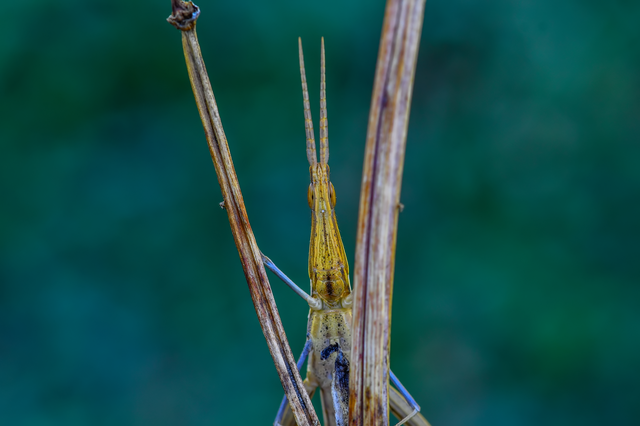 Acrida ungarica - sisakos sáska