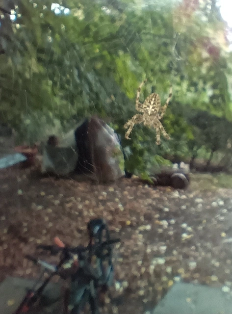 Araneus diadematus - koronás keresztespók