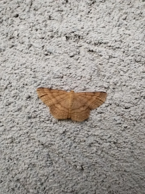 Scopula rubiginata - réti pirosaraszoló