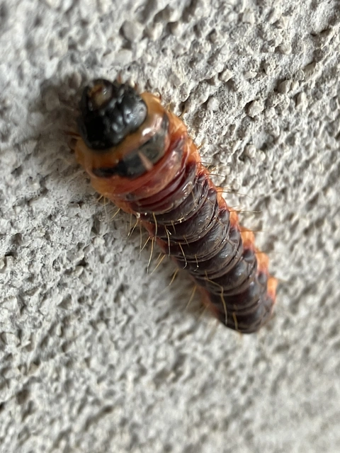 Cossus cossus - fűzfarontólepke