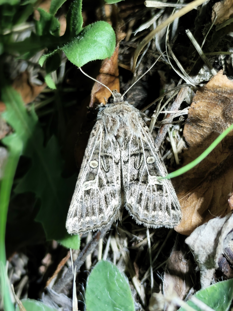 Tholera decimalis - közönséges fésűsbagoly