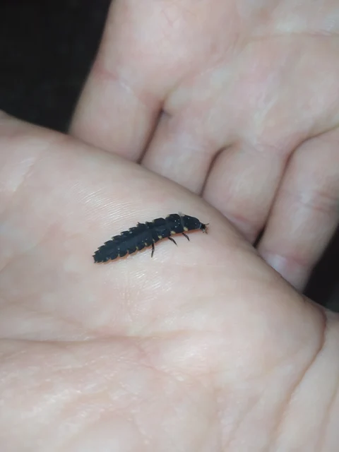 Lampyris noctiluca - nagy szentjánosbogár